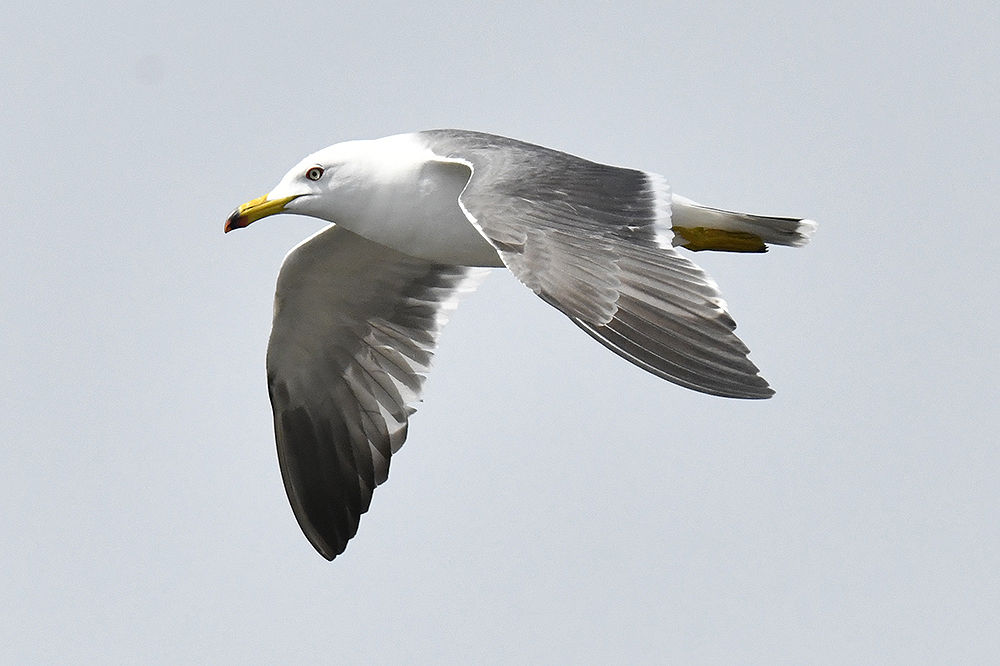 ウミネコ 若 雛 日本全国の山 川 海に生息している野鳥達に会えるサイト ウミネコ 若 雛 日本全国の山 川 海に生息している野鳥達に会えるサイト