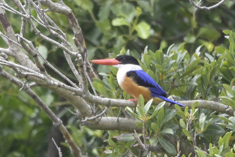 ヤマショウビン : 日本全国の山・川・海に生息している野鳥達に