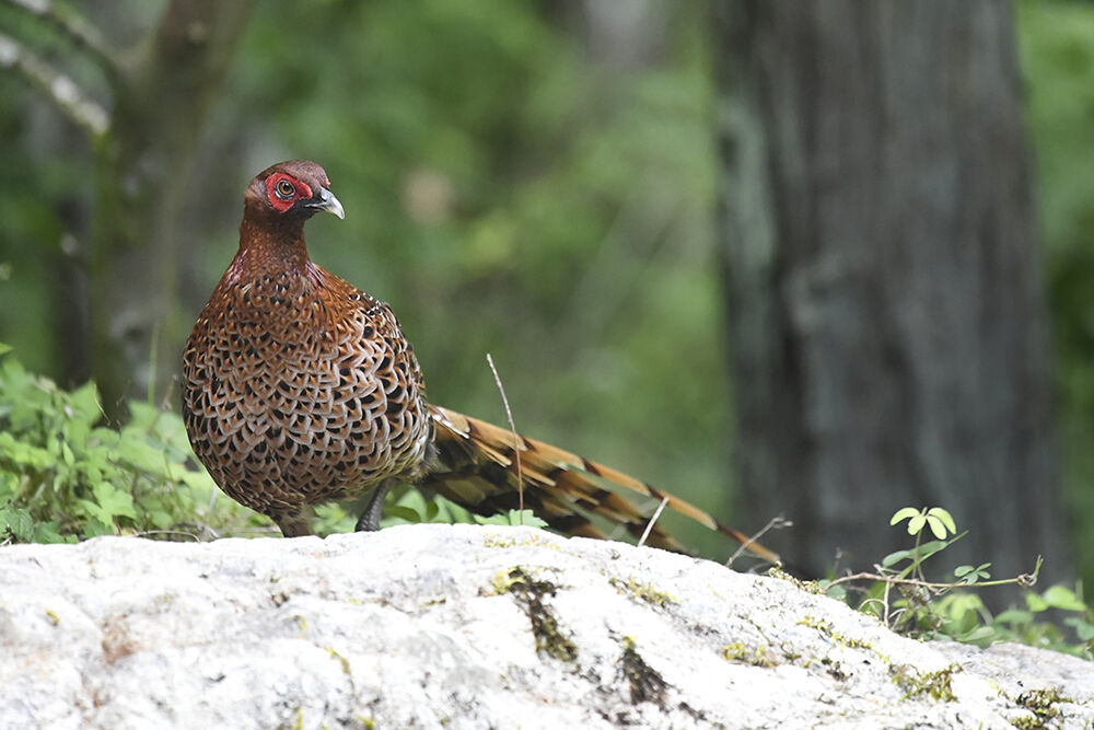ヤマドリ(オス) : 日本全国の山・川・海に生息している野鳥達に会えるサイト