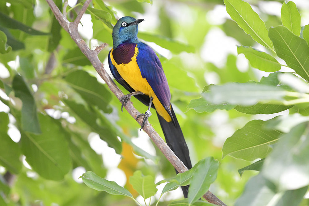 キンムネオナガテリムク : 日本全国の山・川・海に生息している野鳥達