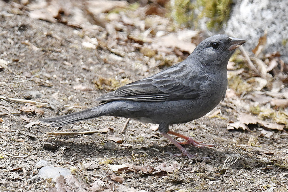 クロジ 日本全国の山 川 海に生息している野鳥達に会えるサイト