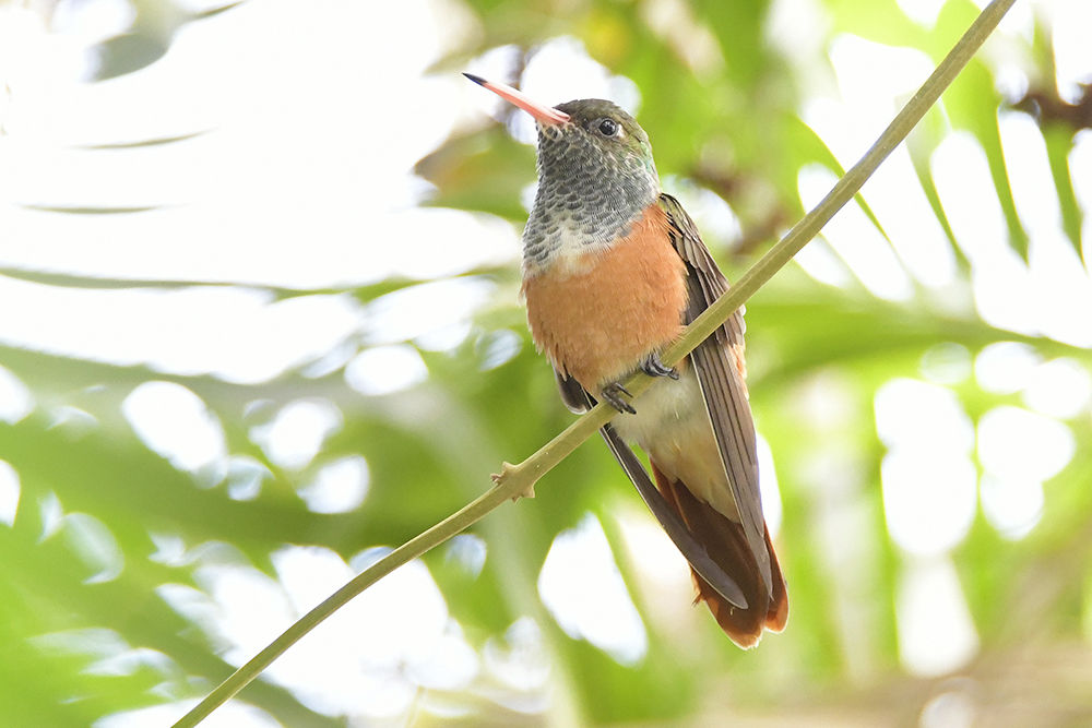 チャムネエメラルドハチドリ 日本全国の山 川 海に生息している野鳥達に会えるサイト