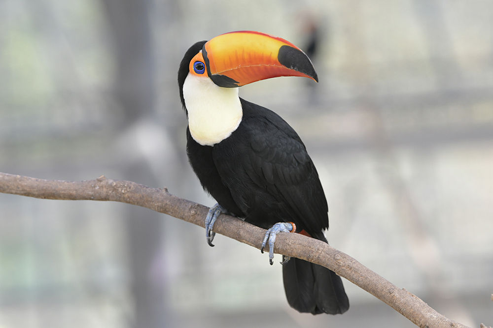 オニオオハシ 鳥 ピンバッジ キツツキ ペット 動物 野鳥
