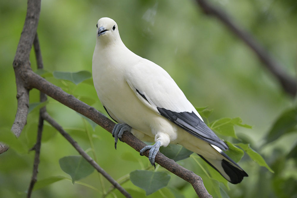 日本全国の山・川・海に生息している野鳥達に会えるサイト