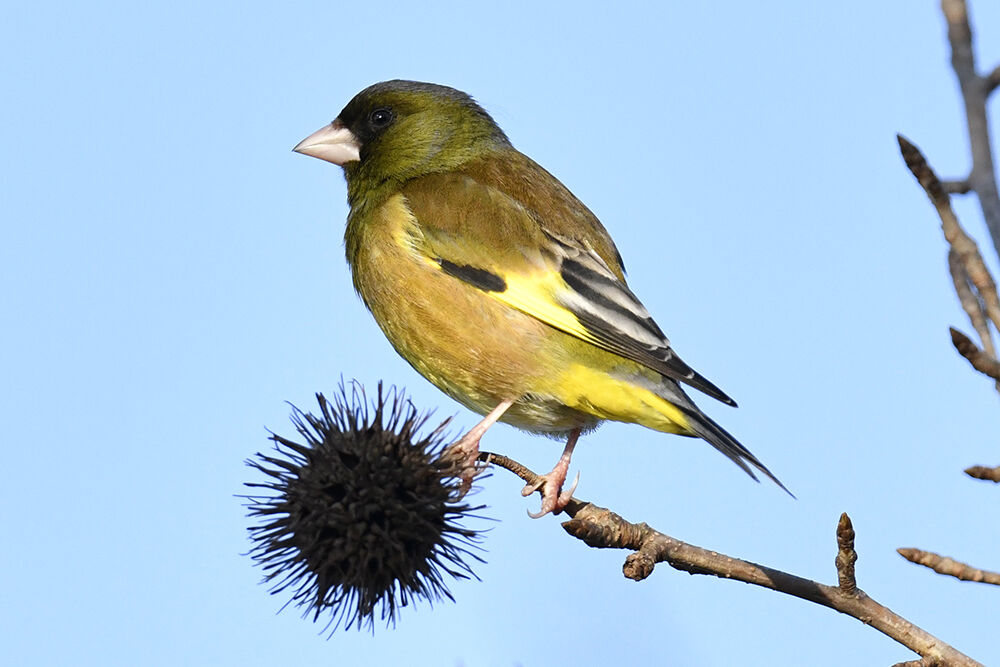 鳴き声 カワラヒワ