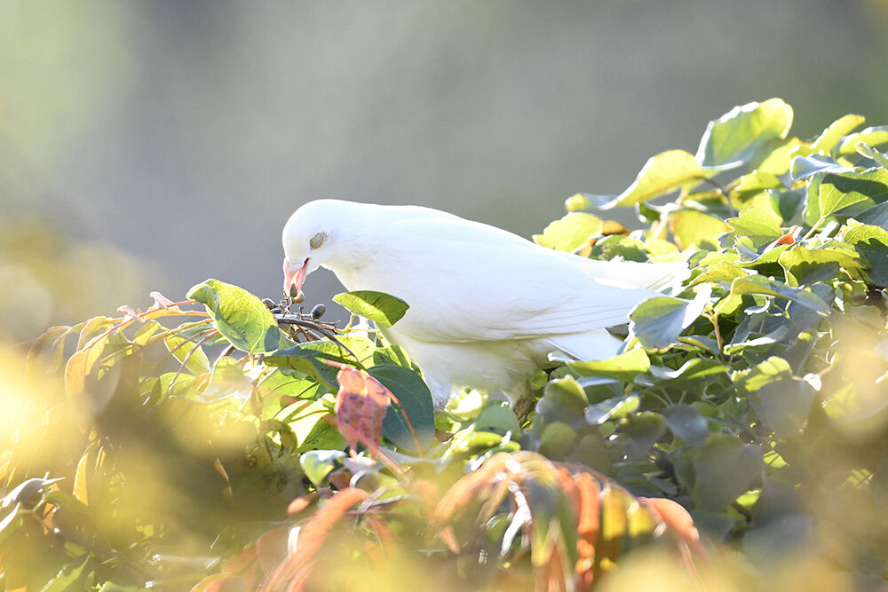 ジュズカケバト・白変種をギンバト（銀鳩） : 日本全国の山・川・海に