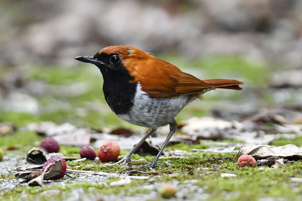 ホントウアカヒゲ（オス）＆（メス） : 日本全国の山・川・海に生息し