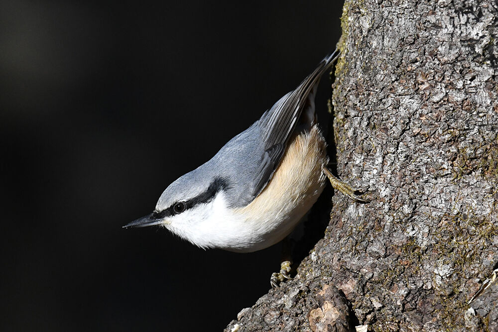 ゴジュウカラ オス メス 日本全国の山 川 海に生息している野鳥達に会えるサイト