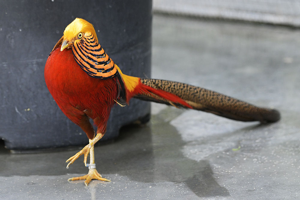 キンケイ 日本全国の山 川 海に生息している野鳥達に会えるサイト キンケイ 日本全国の山 川 海に生息している野鳥達に会えるサイト
