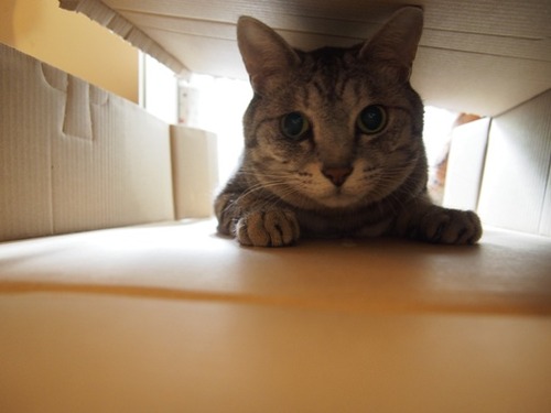 box