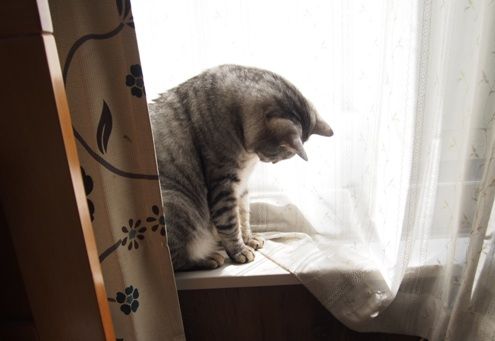 curtain