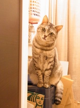 kyoton