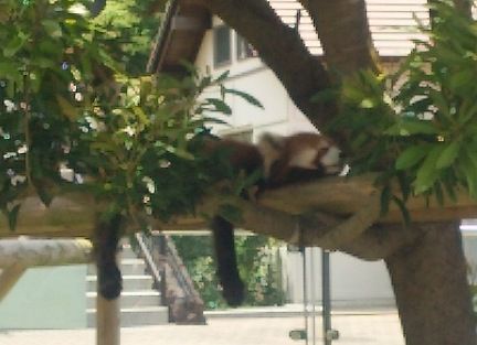 redpanda