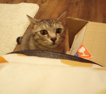 nerai