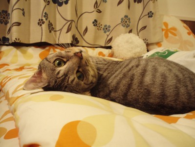 daru3
