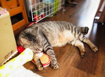 sleepy