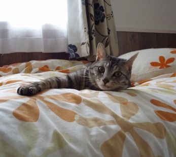 nobi