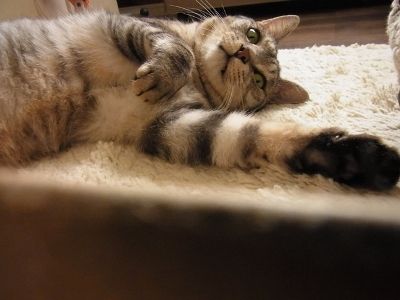 hey