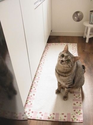 nya2