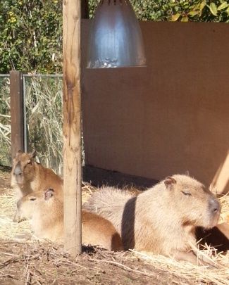 kuma1