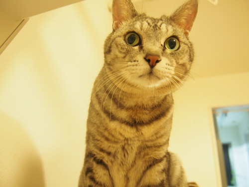 maru