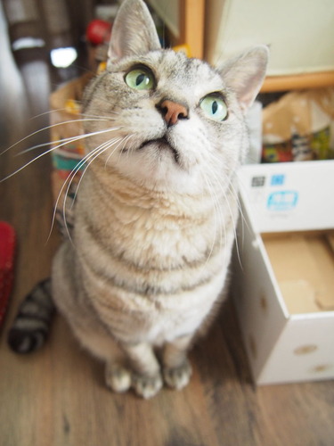 kira