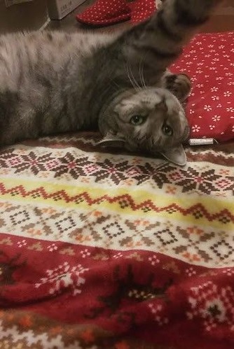 nobi