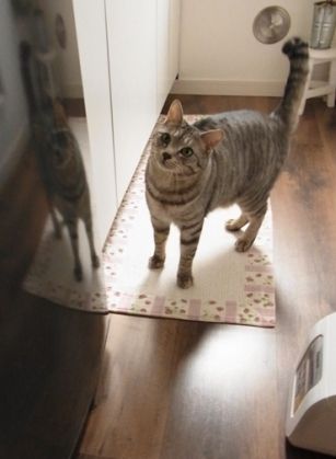 nya