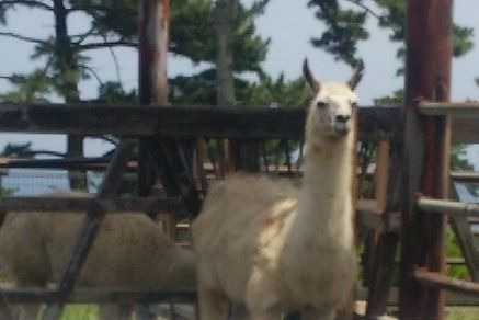 lama