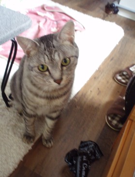 nya