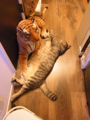 tora3
