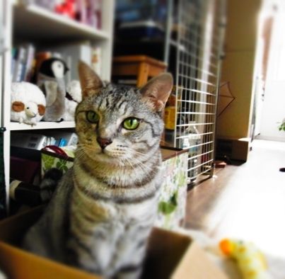 catinthebox