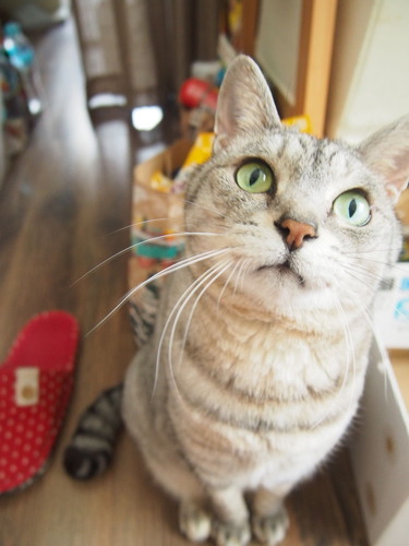 kira2