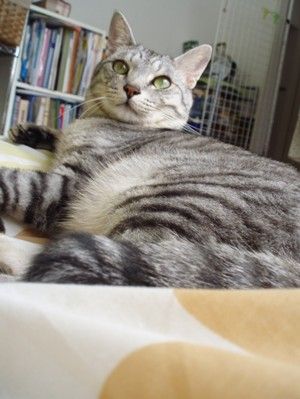 misoka