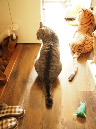 3cats