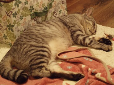 mofu1