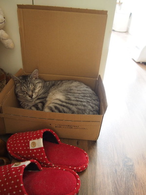 catinthebox