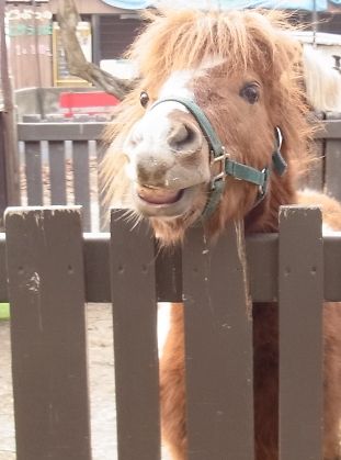 pony