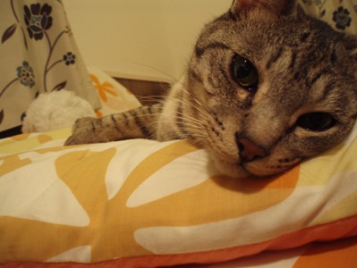 daru2