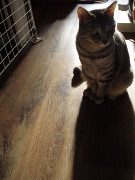 nyan