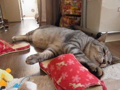 slipper3