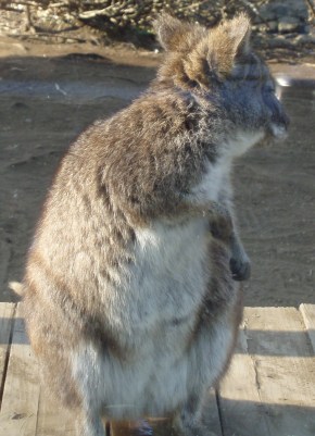 warabi
