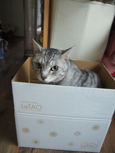 newbox