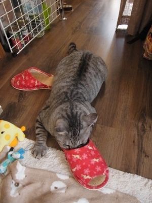 slipper2