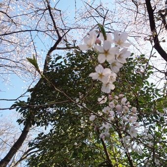 sakura