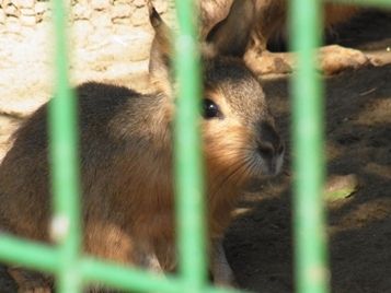 mara
