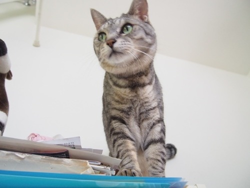 noshi2