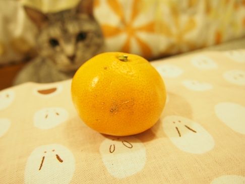 mikan