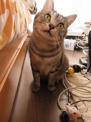 kyoton
