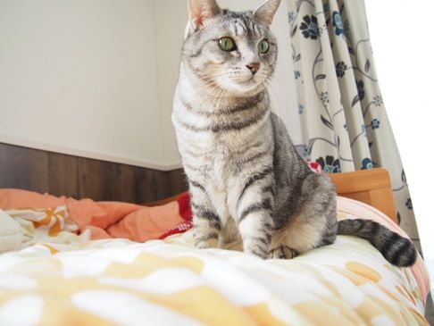 kiri
